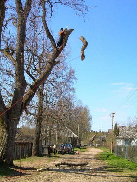 Валка деревьев частями