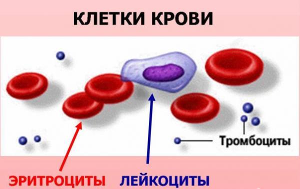 Лаборатория Колтуши анализы